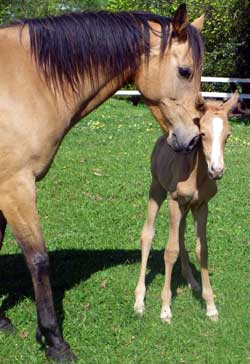 The bond between a mare and foal is essential to survival.
