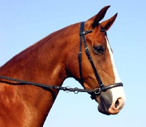 Bitlessbridle