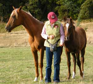 Teaching young horses at liberty is easier if you understand learning theory.
