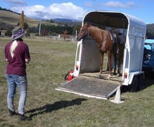Gradual shaping can help a horse learn complex tasks like backing into a trailer at liberty.