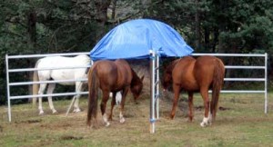 These horses have become habituated to the tarp above their hay feeder.