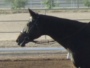 Just for comparison, here is a photo of my mare Belle in a regular snaffle bit last year, looking quite foamy.