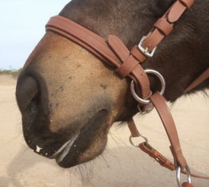 February 2014: Here I tried her out in the Dr. Cook Bitless Bridle, and the results were the same: when she was working well from behind, she was foaming in her mouth.