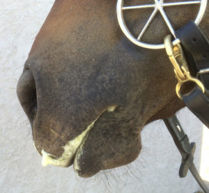 June 2014: After a particularly good workout, there is even blobs of foam. Keep in mind, hacking around won't produce this. It is engagement: using the hindquarters and channeling the energy through.