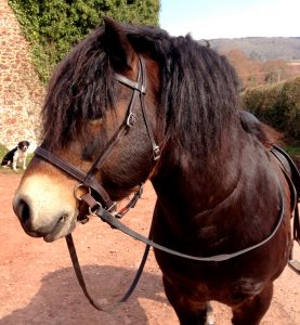 Exmoor stallion Bear wearing his LightRider English bitless bridle.