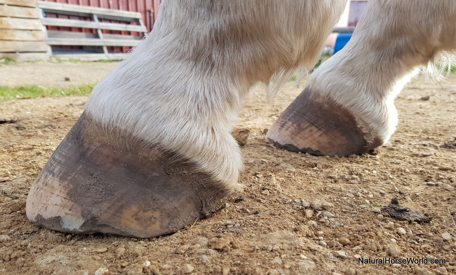 Aiming for selftrimming horse hooves Natural